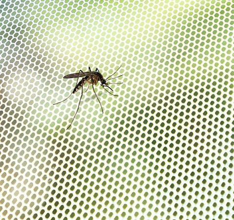 Anti Mosquito Screen Anti Mosquito/Fly Screen - siopashop.ie
